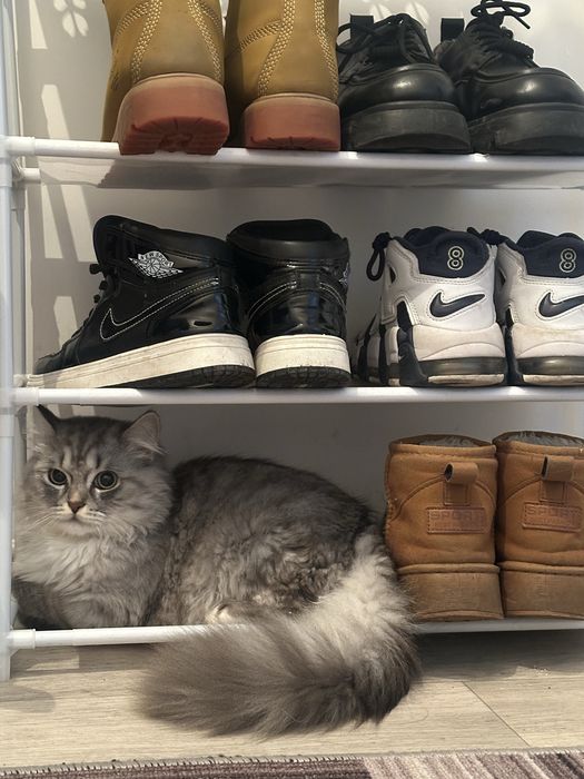 Кот ищет кошку для вязки