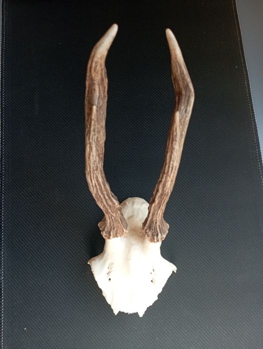 Симетрични рога от сръндак