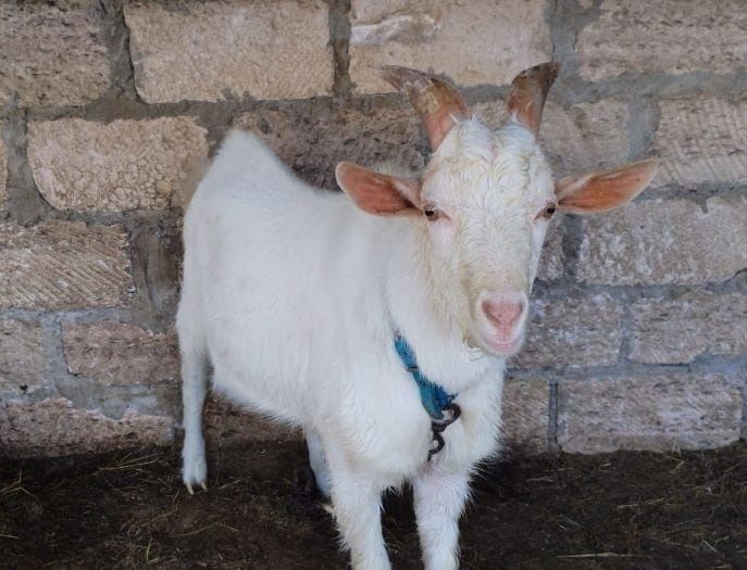 Ешкілер сатылады