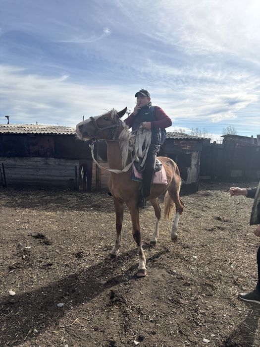 Продам лошадь 2 года , мальчик