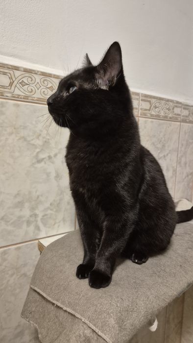 Kiki si Pirata pisicile