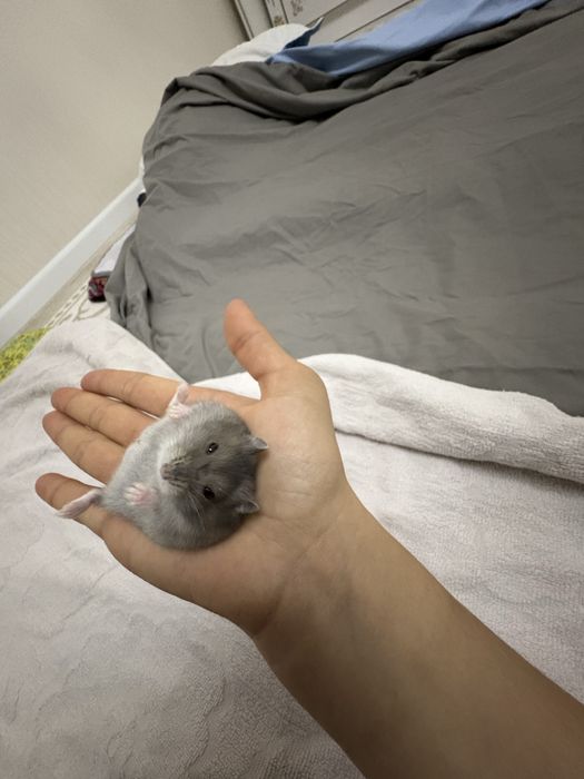 Джунгарский хомяк