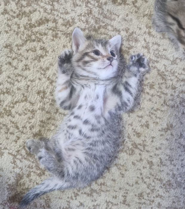 Отдам котят в хорошие руки