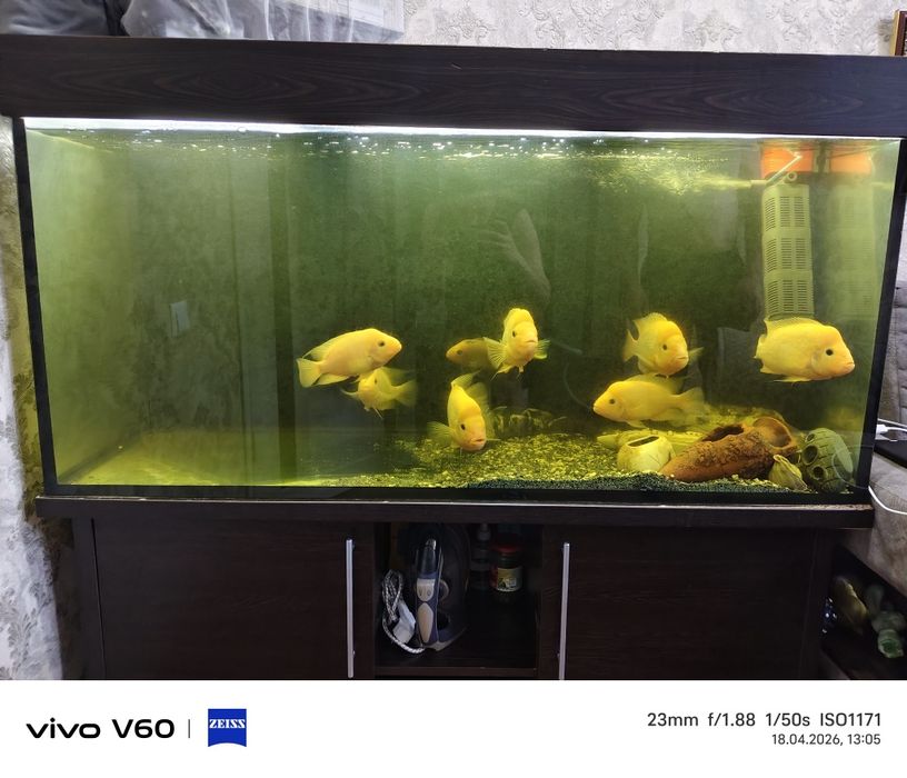 Продам аквариум с рыбками