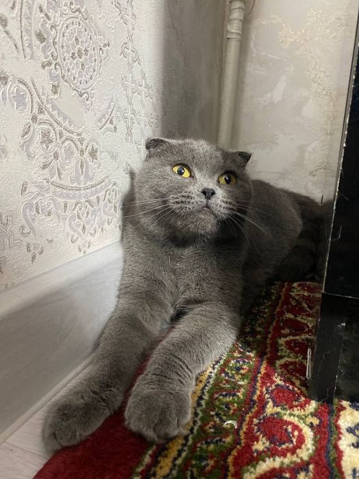 Scottish fold продаётся