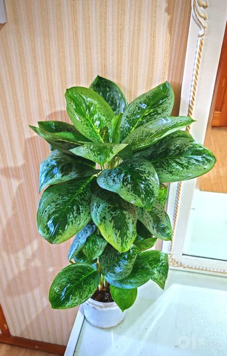 Аглаонема Лемон Минт (Lemon Mint)