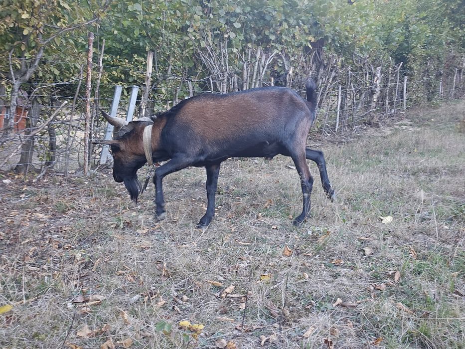 Țap alpin cu anglonubian