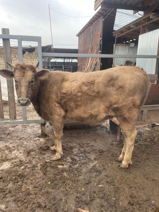 Корова телка молодая