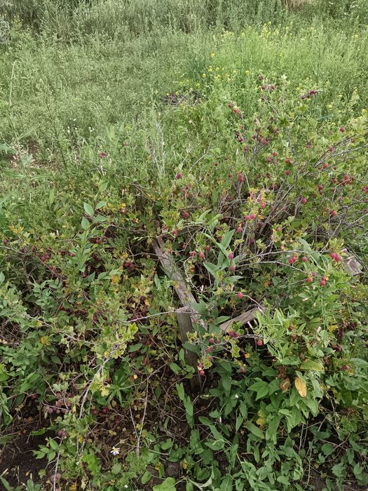 Продам дачу Со Дархан рассмотрим рассрочку