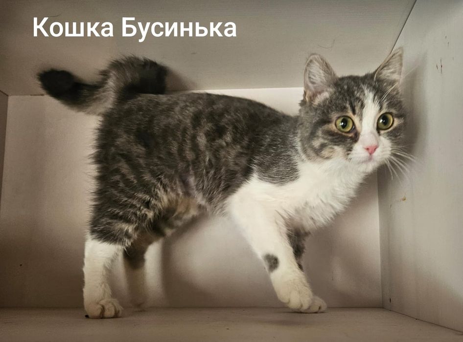 Кисы в добрые ручки