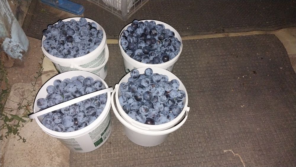 Продам садовую сливу