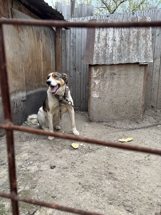 Отдам даром девочка