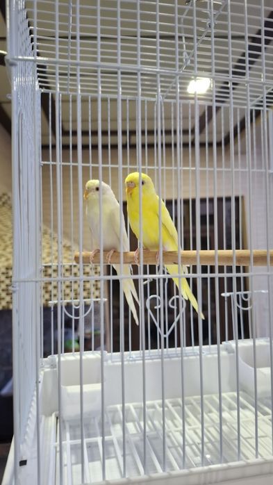 Albinos Totiqushlar sotiladi