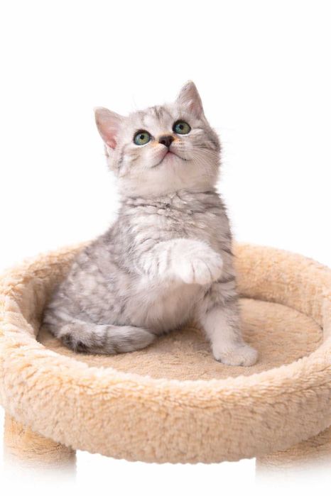 British Shorthair Tabby Silver