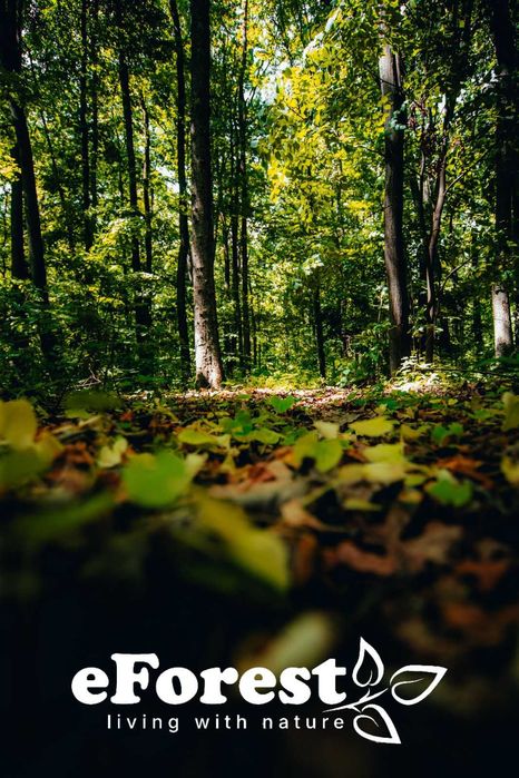 Teren intravilan Crevedia – loturi de teren lângă Pădurea Lucianca, eForest