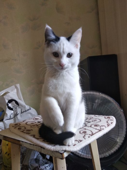 Даю бесплатно для хорошего рука