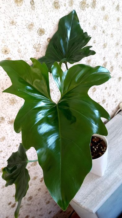 Филодендрон Африка