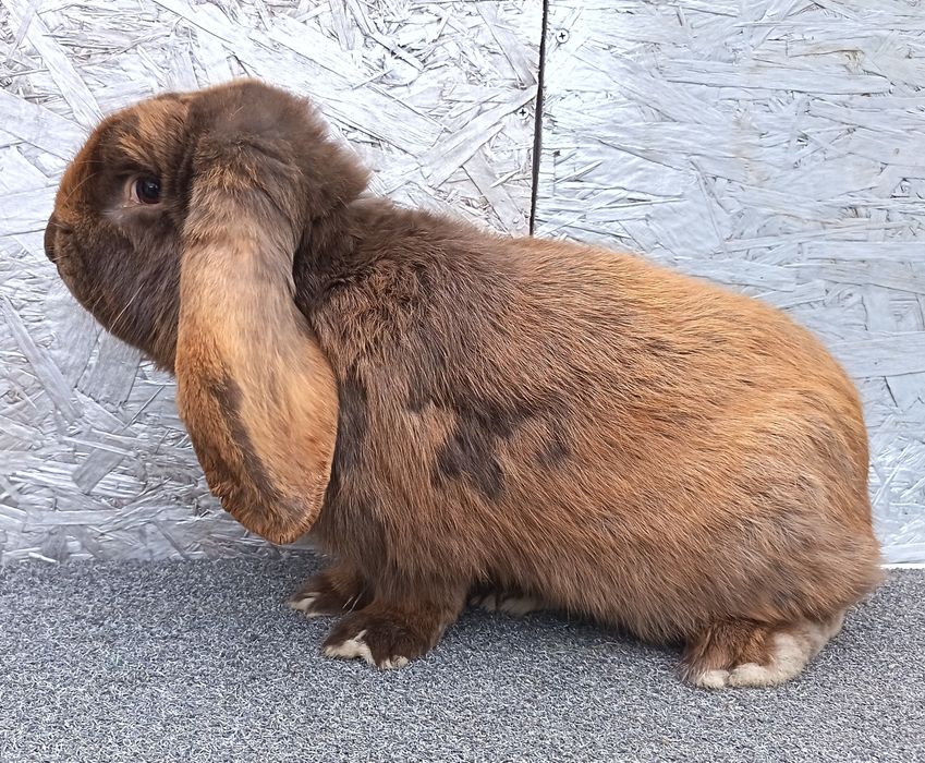 De vânzare iepuri uriaș german și berbec german