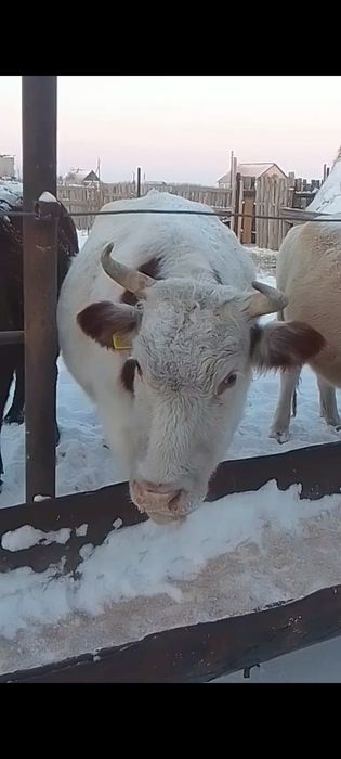 Продам двух коров