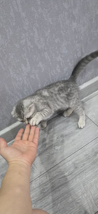 Скотиш фолд чистокровный с преданным