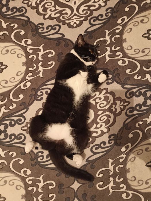 Отдам кошку в добрые руки!