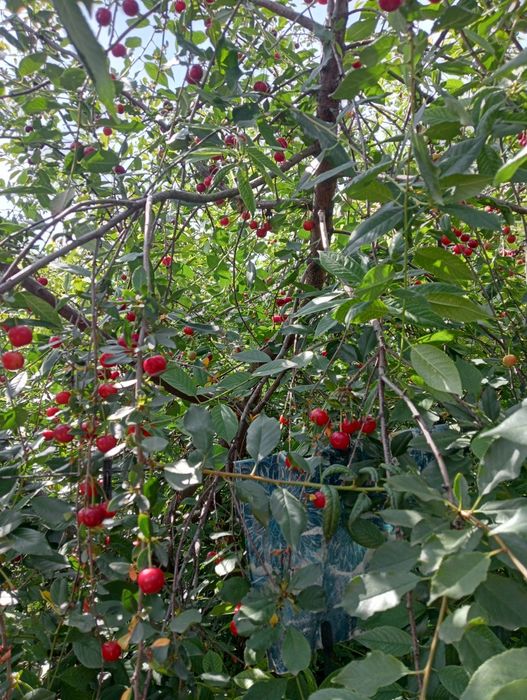 Продам домашнию сочнуюбез  спелую вишню