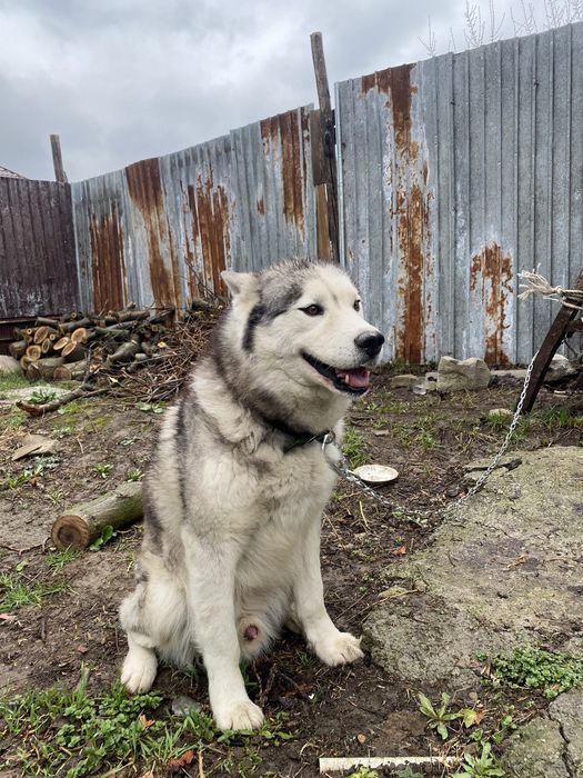 Хаски ит   Сатылады срочьно