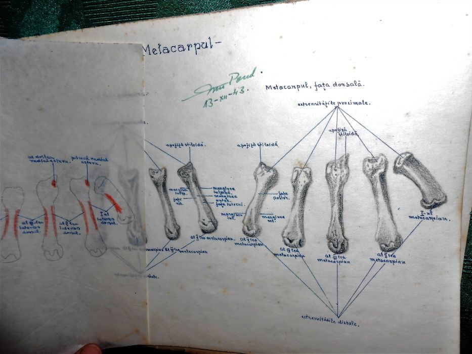 caiet de schite desenate-anatomia oaselor
