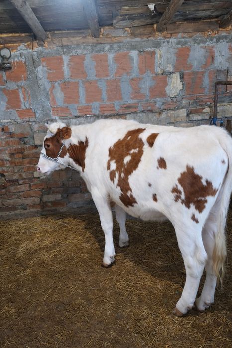 Симментал  320 кг теле