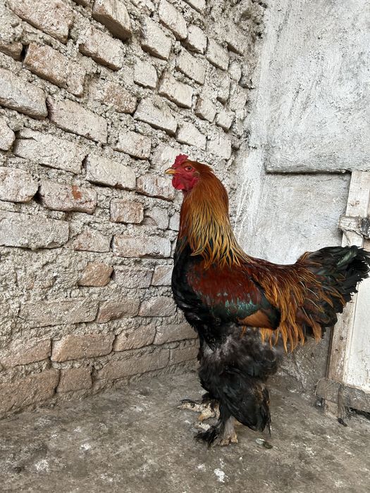 Vand cocos brahma potarnichiu