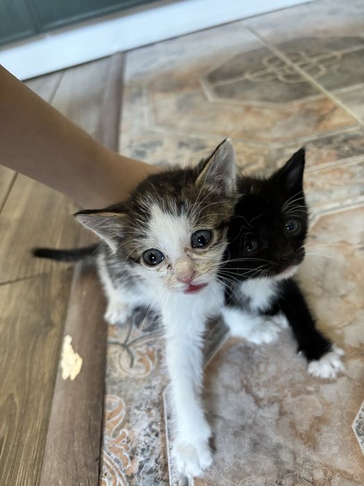 Котята маленькие, 1,5 месяца