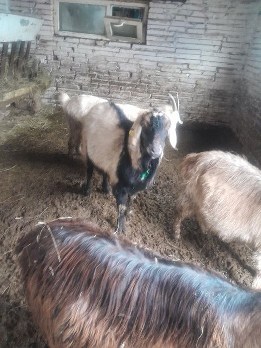 Нубиский   тоқал теке сатылады