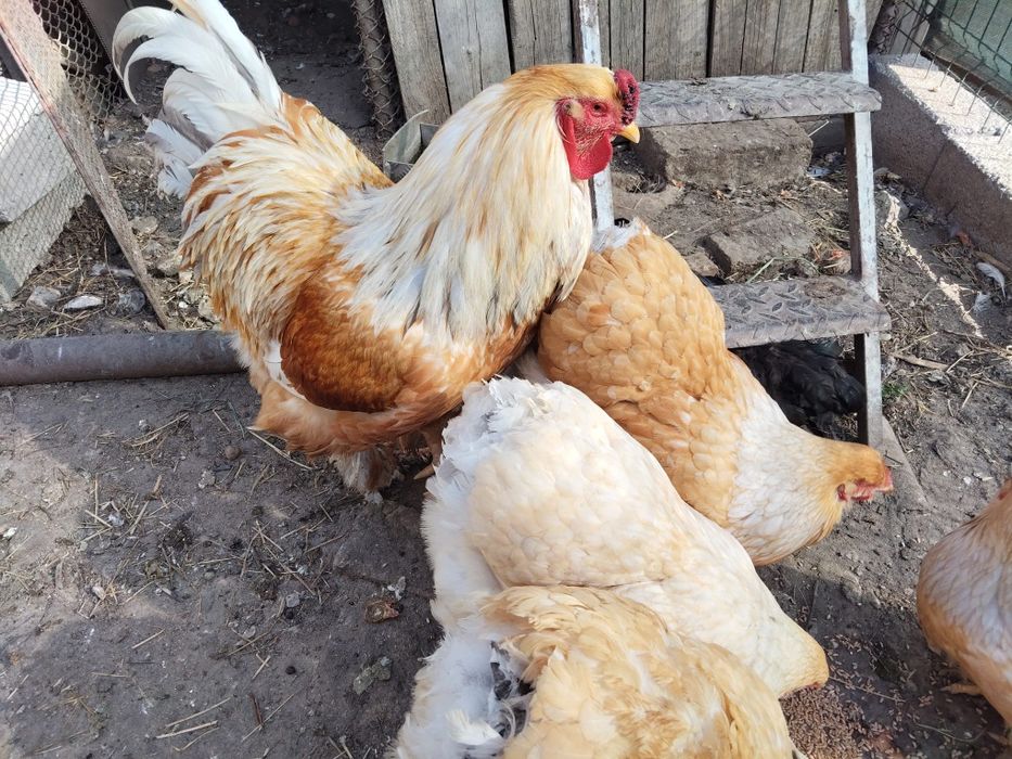 Ouă Brahma lemon si potirnichiu