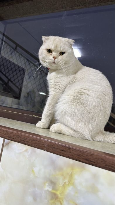 Пародистая кошка