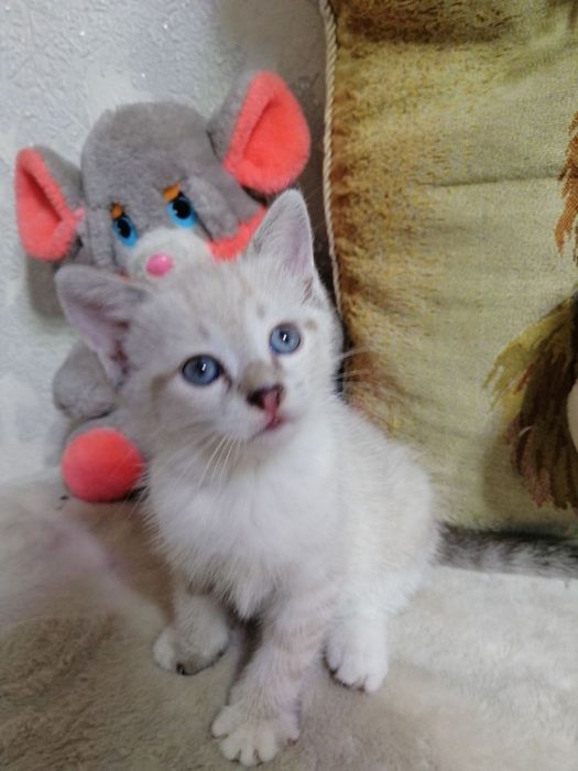 Отдам котят в хорошие руки