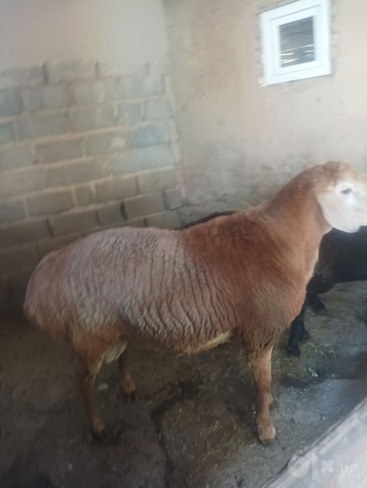 Кучкор Арашан зотдор