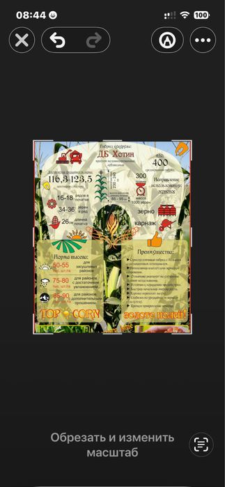 Семена кукурузы Сармат