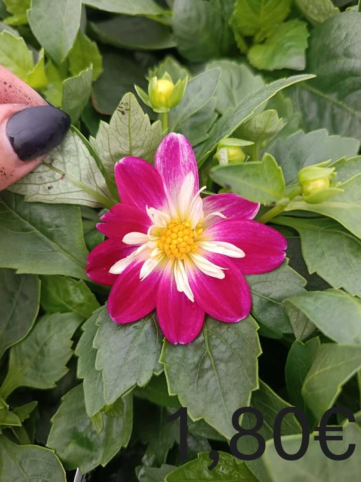 Цветя на Едро и Дребно!Градински център "Далия" гр.Садово.