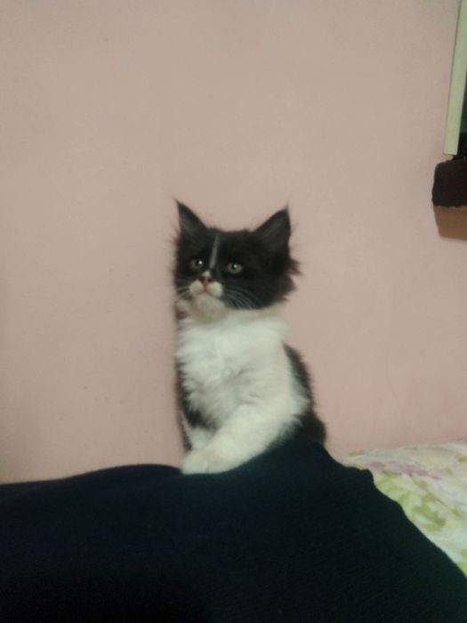 Отдам в добрые руки котят