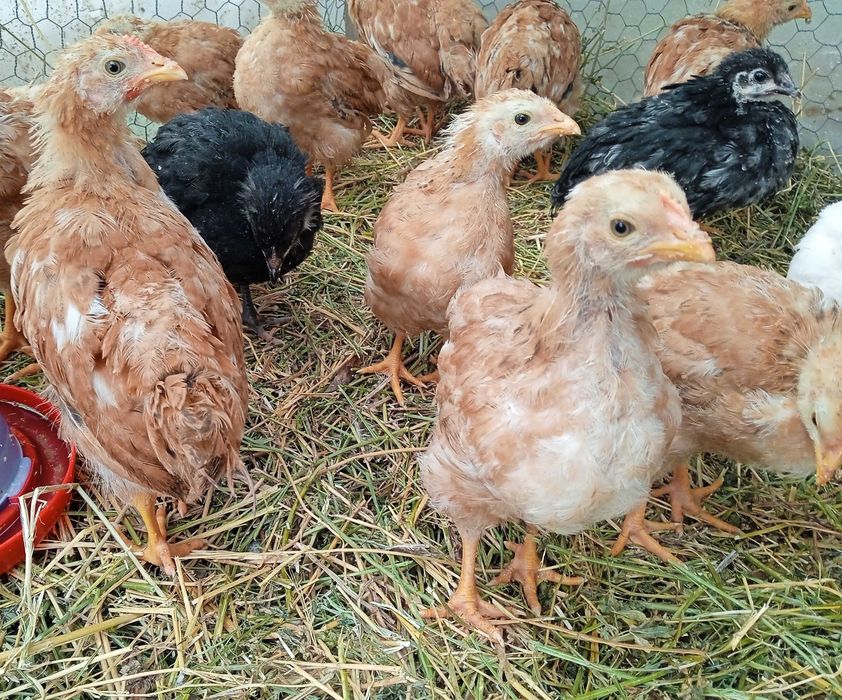 Pui de gaină New Hampshire