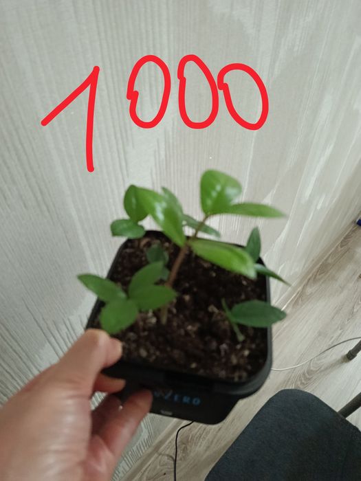 Долларовое дерево замиакулькас