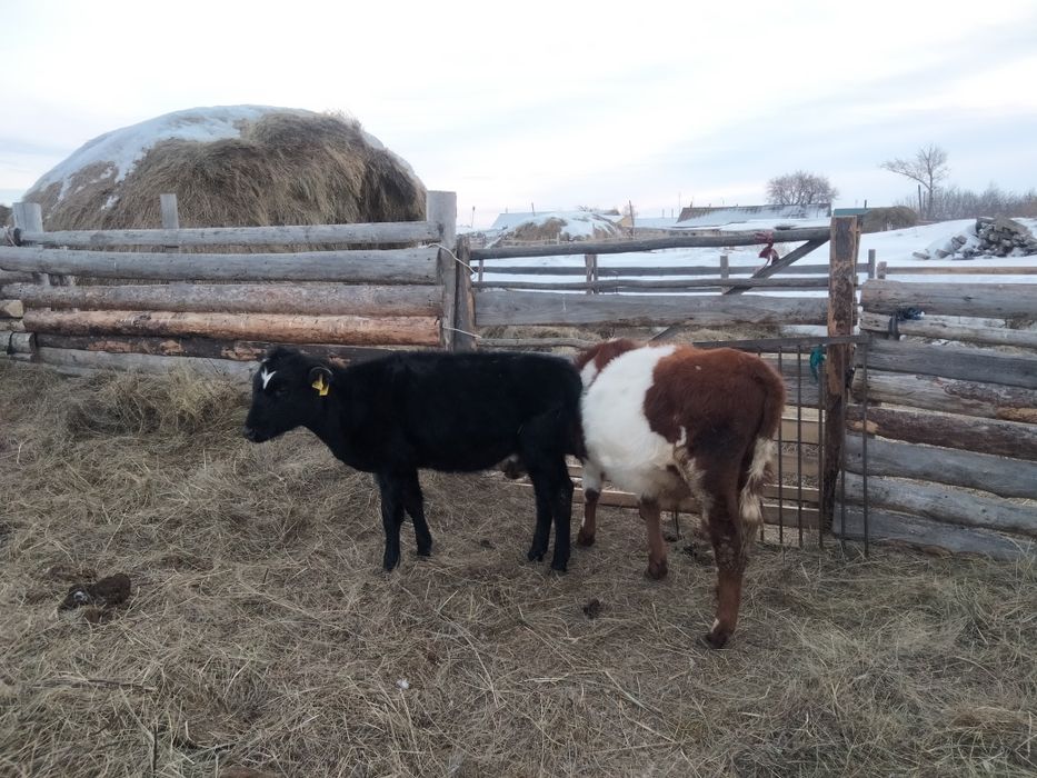 Продам телят на доращивание.