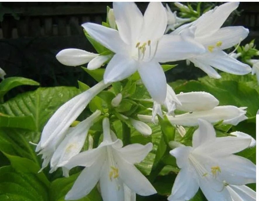 Многолетние цветы для сада