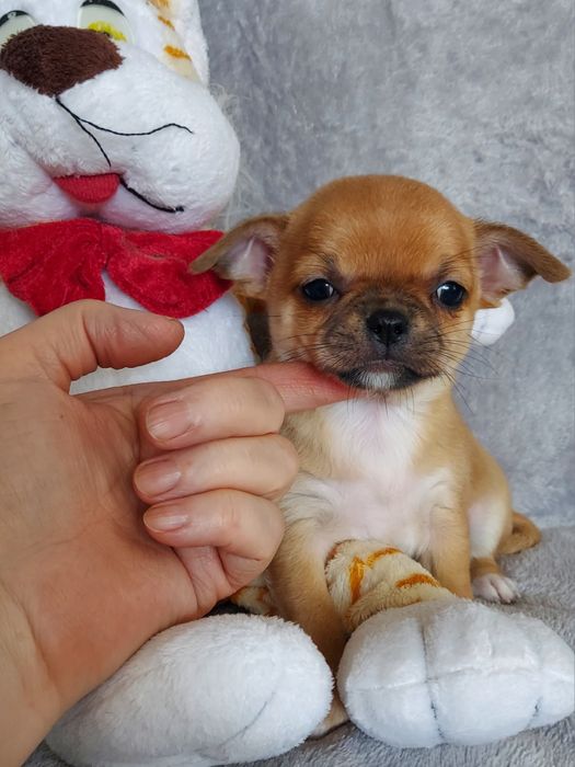 Продаю щенков чихуахуа