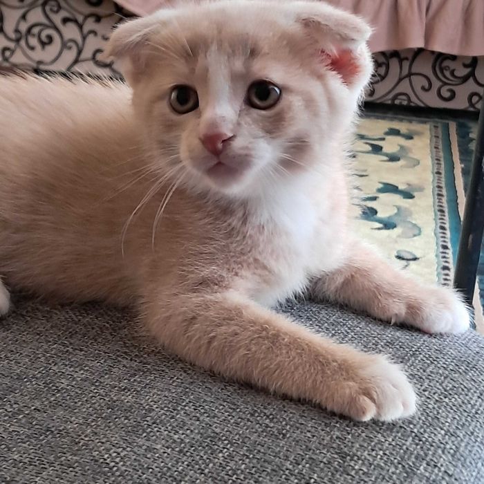 Породистые котята