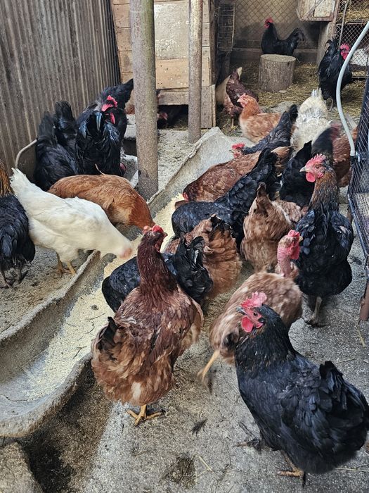 Ouă pentru incubat.