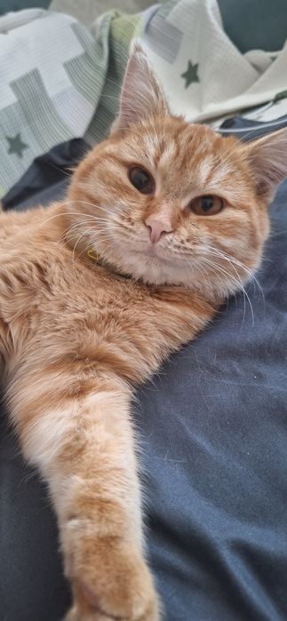 Новогодний подарок в виде пушистика