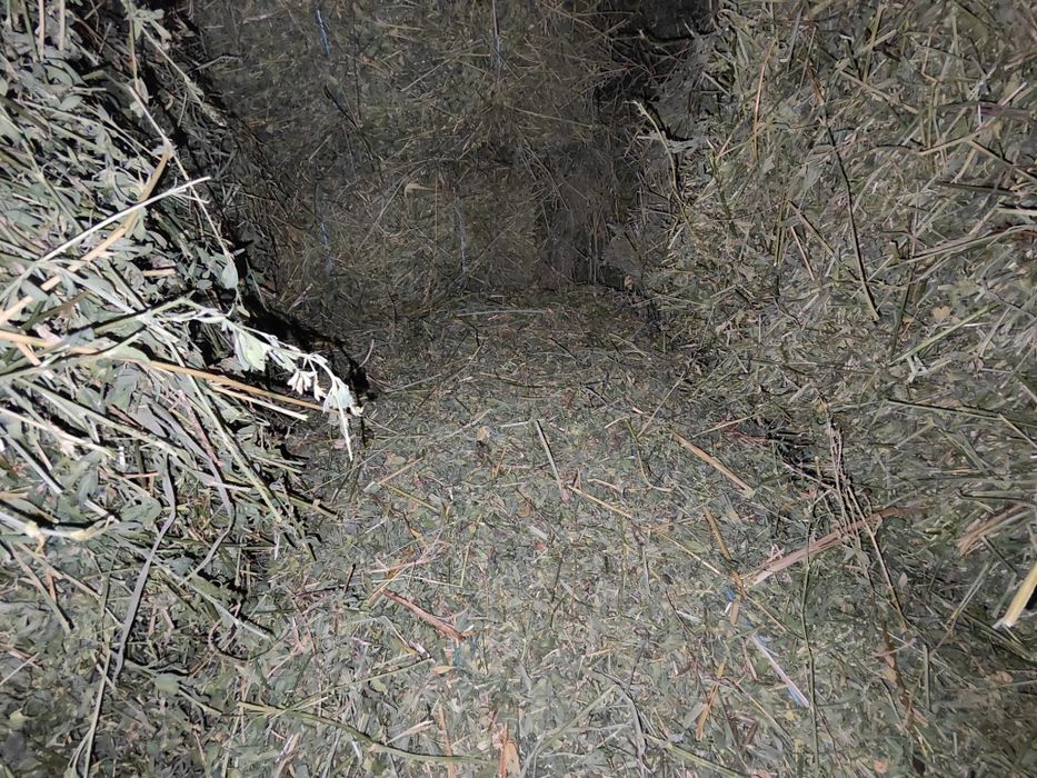 Baloti lucerna calitatea I