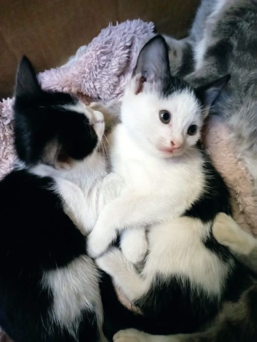 Бесплатно котята девочки