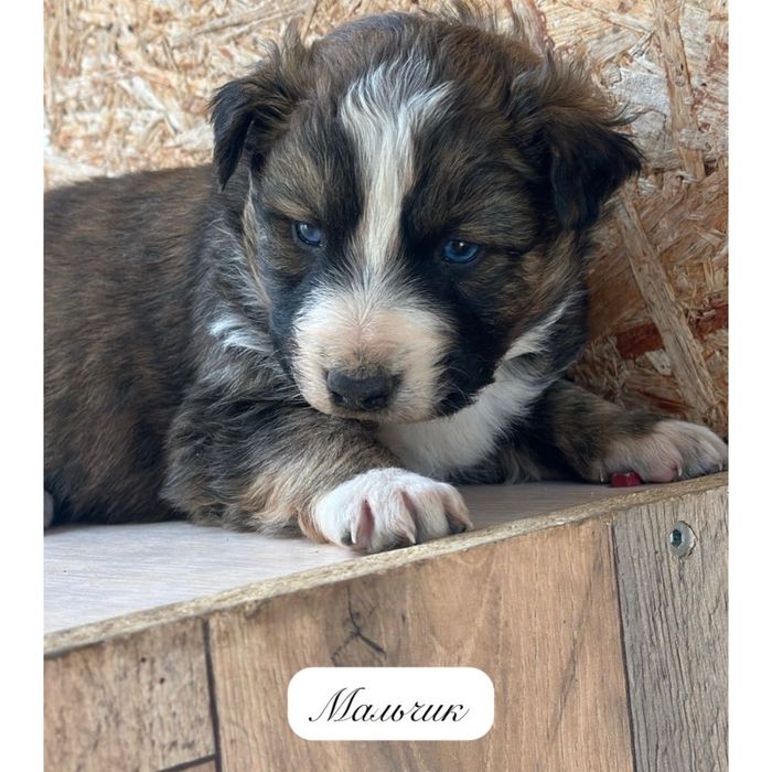 Отдаются только в добрые и ответственные руки!